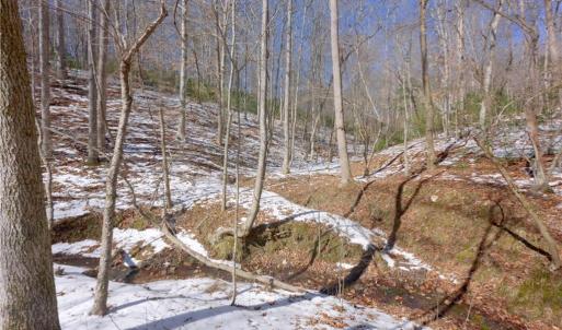 Photo #28 of Otis Woods, Danbury, NC 128.9 acres