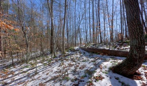 Photo #20 of Otis Woods, Danbury, NC 128.9 acres