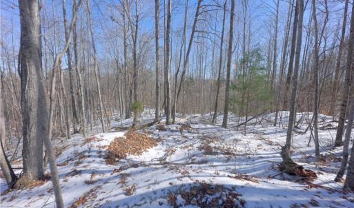 Photo #18 of Otis Woods, Danbury, NC 128.9 acres