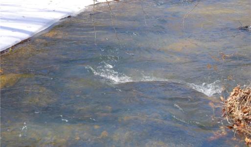 Photo #11 of Otis Woods, Danbury, NC 128.9 acres