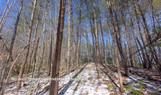 Photo #25 of Otis Woods, Danbury, NC 128.9 acres