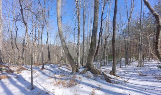 Photo #21 of Otis Woods, Danbury, NC 128.9 acres