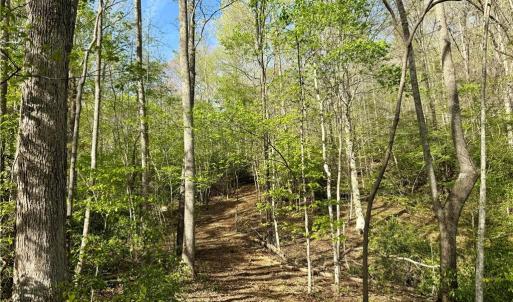 Photo #17 of Otis Woods, Danbury, NC 128.9 acres