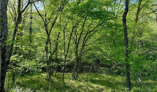 Photo #43 of Otis Woods, Danbury, NC 128.9 acres