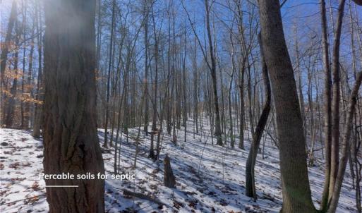 Photo #26 of Otis Woods, Danbury, NC 128.9 acres