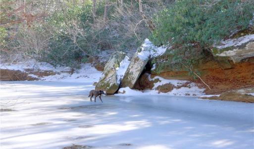 Photo #20 of Otis Woods, Danbury, NC 128.9 acres