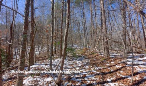 Photo #31 of Otis Woods, Danbury, NC 128.9 acres