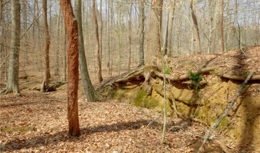 Photo #9 of 1019-11 George, Westfield, NC 12.9 acres