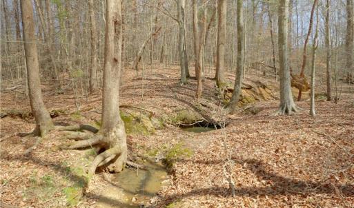 Photo #10 of 1019-11 George, Westfield, NC 12.9 acres