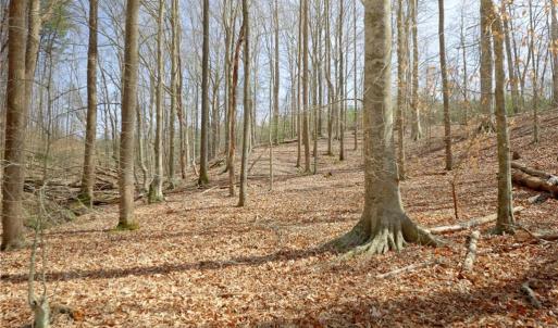 Photo #11 of 1019-11 George, Westfield, NC 12.9 acres