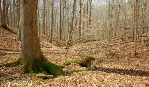 Photo #8 of 1019-11 George, Westfield, NC 12.9 acres