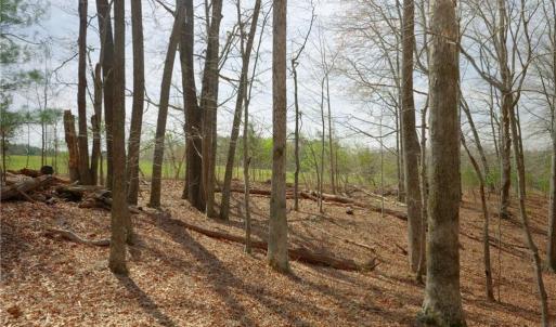 Photo #9 of 1019-12 George, Westfield, NC 10.9 acres
