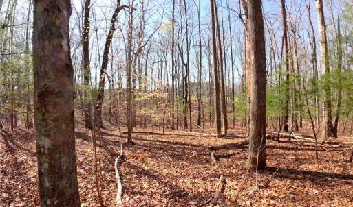 Photo #11 of 1019-12 George, Westfield, NC 10.9 acres