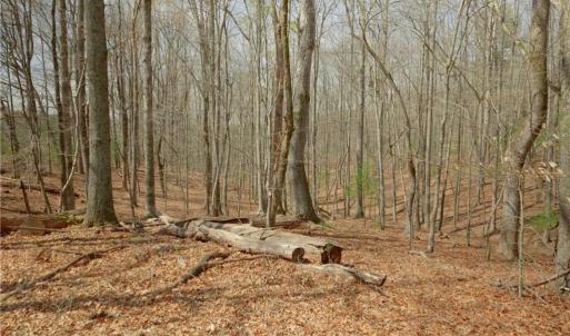 Photo #8 of 1019-12 George, Westfield, NC 10.9 acres