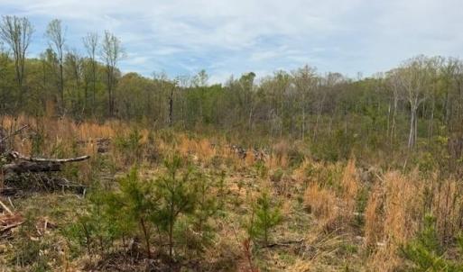 Photo #27 of 1636 Baker Crossroad, Reidsville, NC 29.5 acres