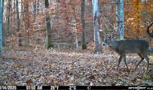 Photo #7 of 1636 Baker Crossroad, Reidsville, NC 29.5 acres