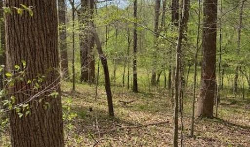 Photo #9 of 1636 Baker Crossroad, Reidsville, NC 29.5 acres