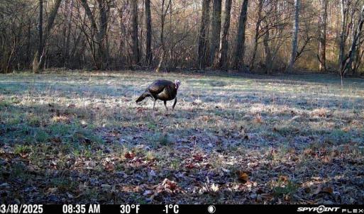 Photo #8 of 1636 Baker Crossroad, Reidsville, NC 29.5 acres