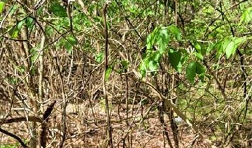 Photo #23 of 1642 R2 Kersey Valley, Archdale, NC 1.8 acres