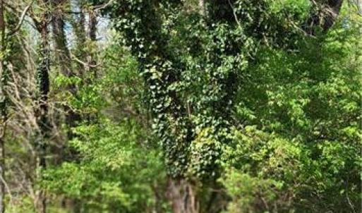 Photo #29 of 1642 R2 Kersey Valley, Archdale, NC 1.8 acres