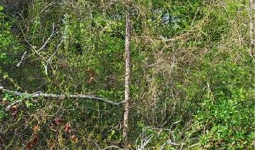 Photo #25 of 1642 R2 Kersey Valley, Archdale, NC 1.8 acres