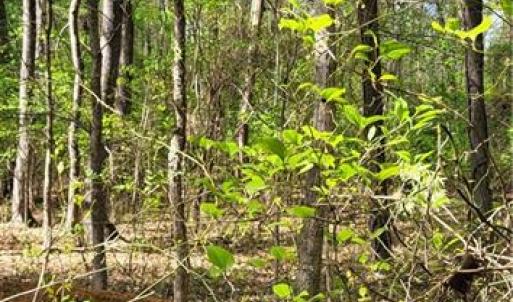 Photo #8 of 1642 R2 Kersey Valley, Archdale, NC 1.8 acres