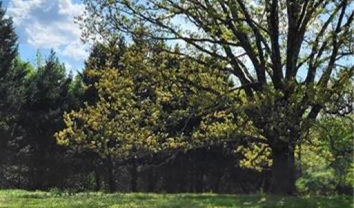 Photo #9 of 1644 Kersey Valley, Archdale, NC 1.1 acres