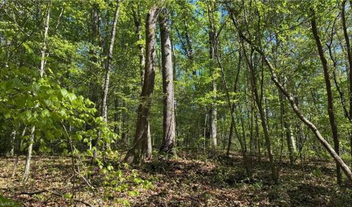 Photo #16 of Tom Mix, Westfield, NC 9.9 acres