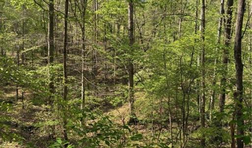 Photo #12 of Tom Mix, Westfield, NC 9.9 acres