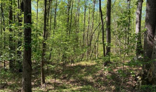Photo #26 of Tom Mix, Westfield, NC 9.9 acres