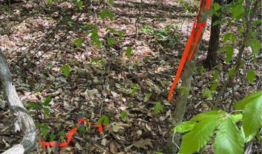 Photo #22 of Tom Mix, Westfield, NC 9.9 acres