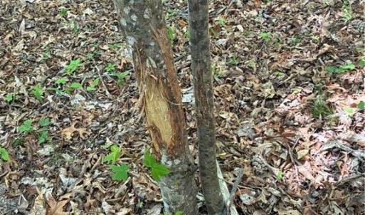 Photo #28 of Tom Mix, Westfield, NC 9.9 acres