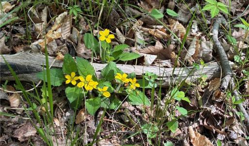 Photo #24 of Tom Mix, Westfield, NC 9.9 acres