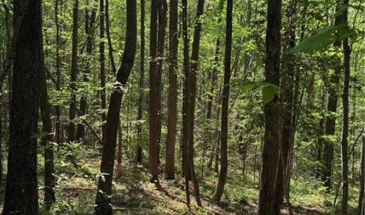 Photo #30 of Tom Mix, Westfield, NC 9.9 acres