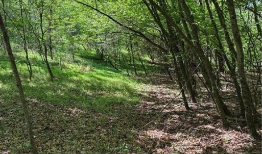 Photo #10 of Tom Mix, Westfield, NC 9.9 acres
