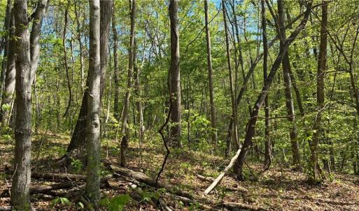 Photo #18 of Tom Mix, Westfield, NC 9.9 acres