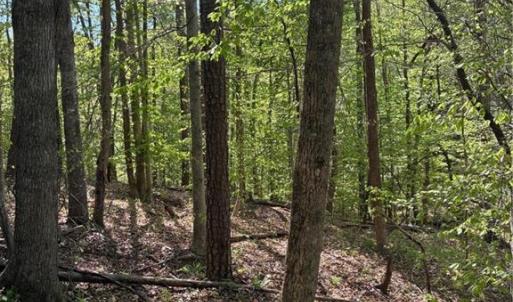 Photo #11 of Tom Mix, Westfield, NC 9.9 acres