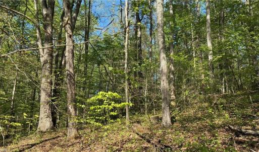 Photo #19 of Tom Mix, Westfield, NC 9.9 acres