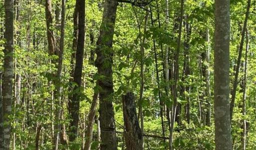 Photo #29 of Tom Mix, Westfield, NC 9.9 acres