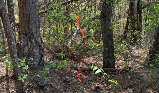 Photo #8 of Tom Mix, Westfield, NC 9.9 acres