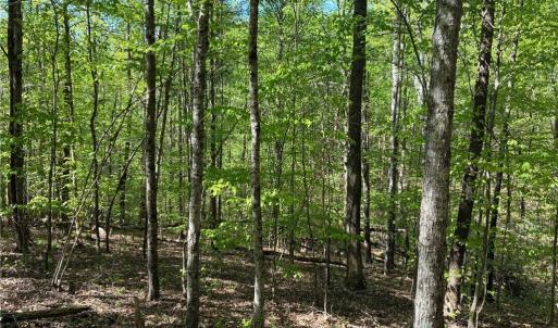 Photo #25 of Tom Mix, Westfield, NC 9.9 acres