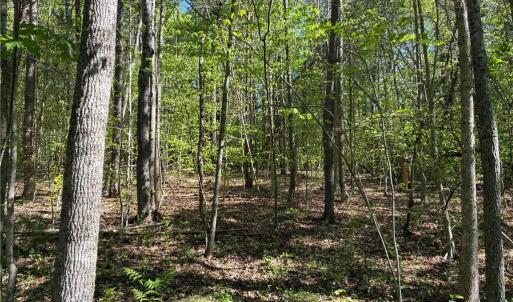 Photo #21 of Tom Mix, Westfield, NC 9.9 acres