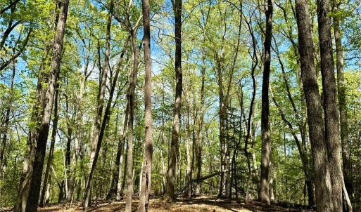 Photo #16 of 3311 NC Highway 66, Westfield, NC 62.3 acres