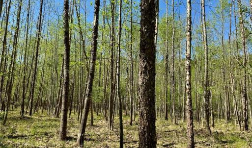 Photo #7 of 3311 NC Highway 66, Westfield, NC 62.3 acres