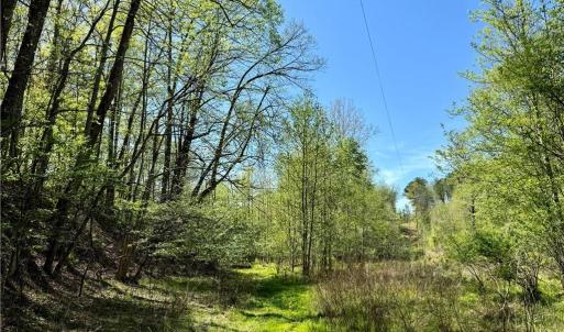 Photo #3 of 3311 NC Highway 66, Westfield, NC 62.3 acres