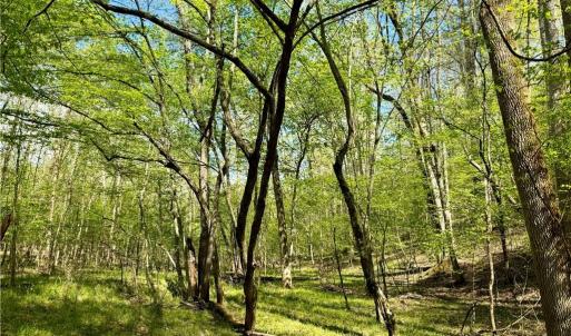 Photo #20 of 3311 NC Highway 66, Westfield, NC 62.3 acres