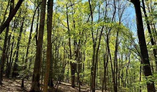 Photo #15 of 3311 NC Highway 66, Westfield, NC 62.3 acres