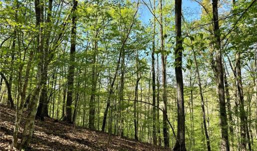 Photo #11 of 3311 NC Highway 66, Westfield, NC 62.3 acres