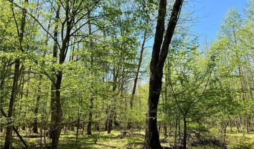 Photo #8 of 3311 NC Highway 66, Westfield, NC 62.3 acres