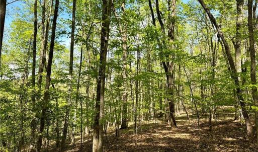 Photo #17 of 3311 NC Highway 66, Westfield, NC 62.3 acres